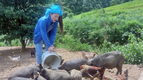 Nuôi con động vật này thả đi lang trong rừng Hòa Bình, hễ nói bán khối người đến cân cả đàn cũng được