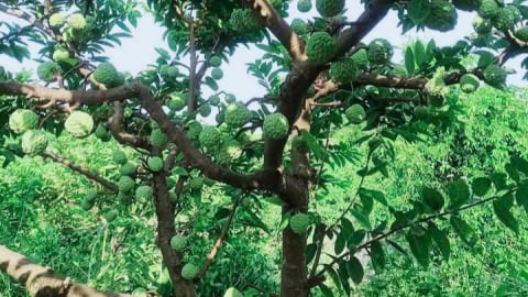 Trước thềm 'đón' tỉnh Long An về 'chung nhà', Tây Ninh có cây đặc sản nổi tiếng ra quả ngon quá trời như thế này đây