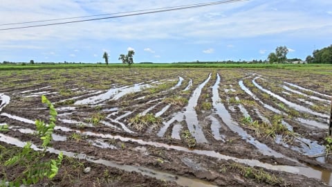 Loại cây ra lắm củ này ở Tây Ninh sao dân phải nhổ bán sớm khi chữ bột dưới 25?