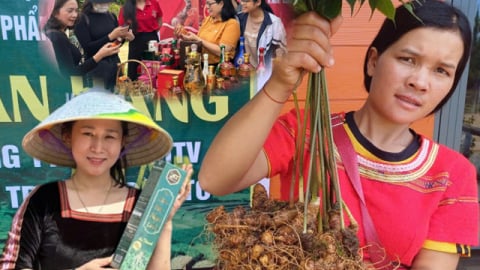 Phiên chợ sâm Tê Xăng tỉnh Kon Tum có gì đặc biệt?