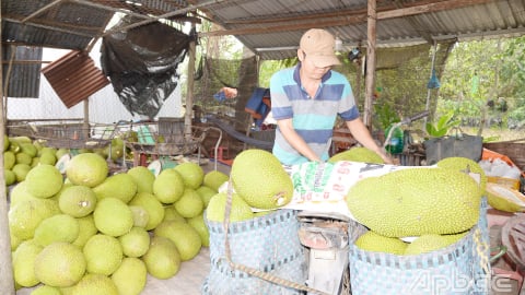 Trước ngày 'nắm tay' Đồng Tháp, ở Tiền Giang giá quả ngon 'rớt cái bịch' , nhà vườn, thương lái ngơ ngác, quả gì giá bán chỉ 500 đồng/kg?