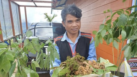 Dược liệu ví là “quốc bảo” ở Kon Tum vừa nhận được thêm vinh dự này