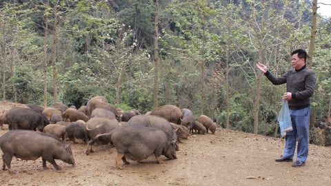 Thoạt nhìn ngỡ lợn rừng, chả phải đâu, đây là giống lợn đặc sản Hòa Bình, hễ nói bán là hết luôn cả đàn