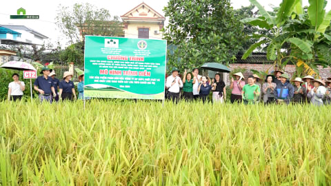 Trồng lúa trên đất “khó”, người dân Vĩnh Phúc đã dùng cách này để đạt năng suất vượt trội