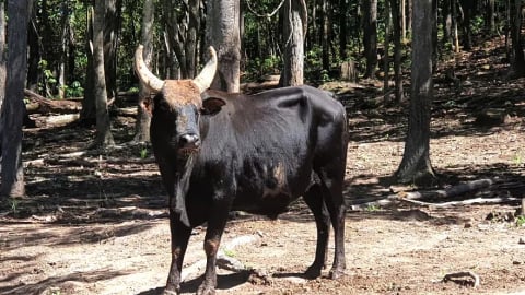 Động vật hoang dã này sau gần 13 năm nuôi bảo tồn ở một khu rừng Ninh Thuận, nay số phận vì sao chưa rõ ràng?