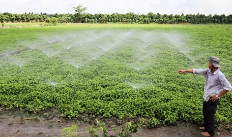 Tỷ phú Vĩnh Long là một anh nông dân trồng thứ rau thơm tốt um ngoài đồng, cắt bao nhiêu bán hết bấy nhiêu, bán rau mua vàng