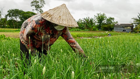 Trồng thành công thứ rau thơm khắp đồng ở Sóc Trăng, hễ cắt hoa bán thương lái tranh nhau mua