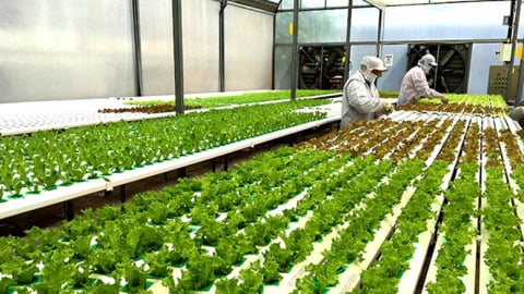 HTX, Liên hiệp HTX không có tài sản bảo đảm được xem xét vay tối đa 5 tỷ đồng 