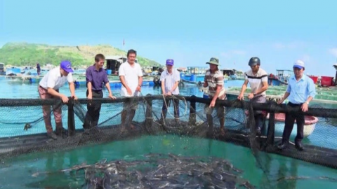 Nuôi cá đặc sản to bự dày đặc ngoài biển Quảng Ngãi, bắt bán 180.000 đồng/kg