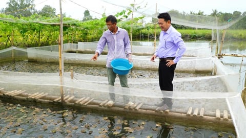 Dưới cá rô 'chạy' hàng đàn, trên ếch nhảy chồm chộp, kiểu nuôi con đặc sản bình dân này ở Kiên Giang cho thu nhập gấp đôi