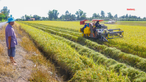 Nông dân trồng lúa Hậu Giang bị “cò lúa” đề nghị hạ giá thu mua từ 100-300 đồng/kg so với giá đã nhận tiền cọc