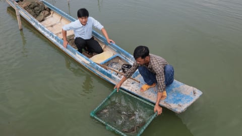 Nuôi con vật ngụp lặn dưới ao ở Tây Ninh, thịt ngọt như 'nhân sâm nước', bán 230.000 đồng/kg