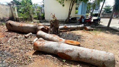 Gia Lai: Hàng loạt cây xanh tại trụ sở phường bị chặt hạ trước ngày sáp nhập