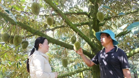 Nông dân người Hoa ở Đồng Nai 'liều' bỏ vàng ra đầu tư trồng cây đặc sản trên đất đá, hóa ra lại giàu to