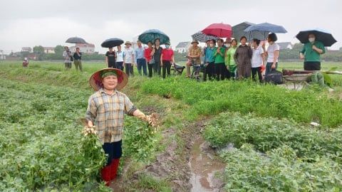 Giống cây ra củ gọi là quả này trồng tốt um ở Bắc Giang, nhổ bật lên hạt chắc thế này, người ta đến xem