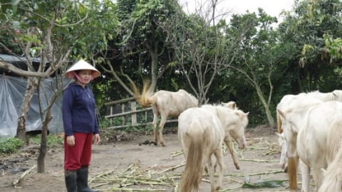 Một nông dân Thái Bình nuôi ngựa bạch, cá rô phi thành công trước ngày tỉnh này sáp nhập Hưng Yên