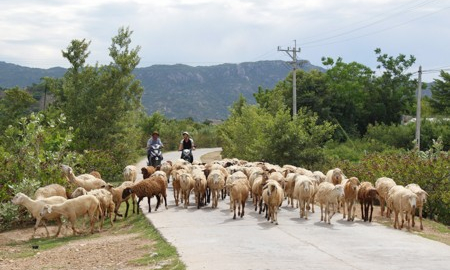 Phút giây sáp nhập cận kề về tỉnh Khánh Hòa, Ninh Thuận có 105 trang trại chăn nuôi công nghệ cao