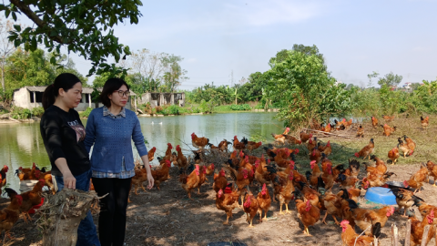 Ở một nơi của Nam Định, nuôi gà thả vườn cho ăn thêm thứ gì mà con nào cũng là gà ngon?