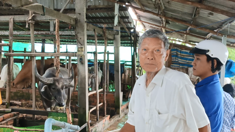Một ông nông dân Cà Mau giàu lên nhờ nuôi trâu bò vỗ béo kiểu gì mà người ta đang tới xem?