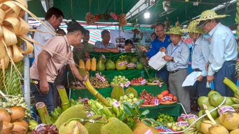 Đây là nơi trồng cây ăn quả diện tích lớn nhất TP Cần Thơ sau sáp nhập tỉnh Hậu Giang, Sóc Trăng?