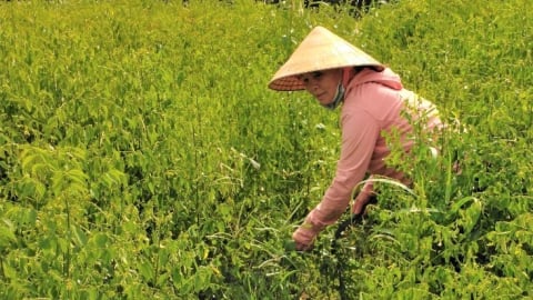 Thứ rau ngon dính tí nước tốt um, nhai ngọt như mì chính, trồng có 4 sào ở Bà Rịa-Vũng Tàu mà cầm cục tiền to