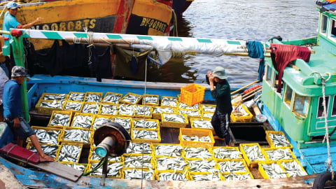 Dân biển tỉnh Lâm Đồng mới phấn chấn vào vụ cá nam, tàu cập bờ đầy cá tươi roi rói