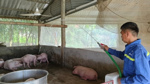 Đàn lợn thoát 'án tử' nhờ tiêm vaccine dịch tả lợn châu Phi, chủ trang trại ở Thái Nguyên yên tâm tiếp tục tăng đàn
