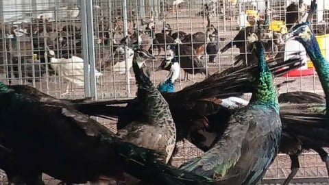 Nuôi thứ chim có lông đuôi dài nhất trong các loài chim, anh nông dân Hải Phòng 'bỏ túi' nửa tỷ/năm