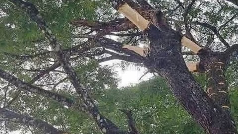 Vì sao 2 cây cổ thụ trăm tuổi ở xã này của tỉnh Quảng Ngãi mới lại tự dưng bị lột vỏ?