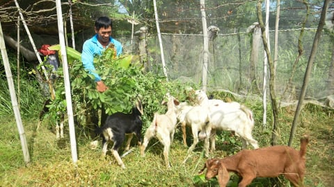 Câu chuyện làm giàu từ nông nghiệp: Nhờ vốn Agribank, nho xanh, dê và nông sản 'hái ra tiền'