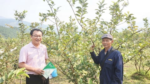 Sau hợp nhất, Đà Nẵng giải ngân gần 126 tỷ đồng vốn ưu đãi cho người nghèo