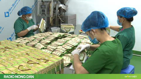 Cây chuối tiêu giúp nông dân Thái Nguyên thoát nghèo bền vững 