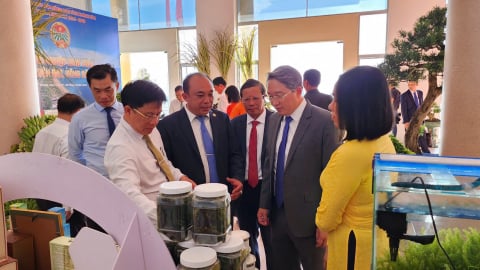 DT Group Ra Mắt Khasea Rong Nho Tách Nước 'Tươi Xanh Từ Đại Dương' 