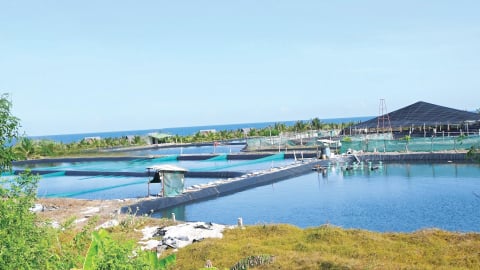 Tỉnh Lâm Đồng mới sau sáp nhập tỉnh Bình Thuận có mô hình nuôi tôm công nghệ cao tiền tỷ hoành tráng thế này đây