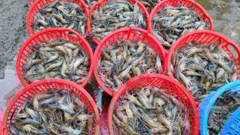 Nuôi tôm càng to bự trong ruộng lúa ở Hậu Giang (cũ), cứ bắt lên là bán hết veo