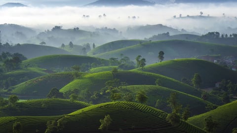 U mê vẻ đẹp đồi chè Long Cốc lúc bình minh