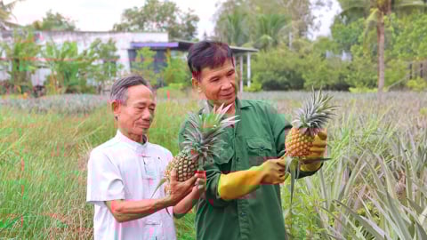 Sáp nhập tỉnh Tiền Giang thành công, đây là vùng trồng quả đặc sản bình dân của tỉnh Đồng Tháp mới