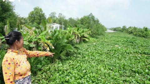 Ở tỉnh Vĩnh Long mới, loài sinh vật ngoại lai nào đang 'lấn sân' vô tội vạ, mọc um tùm, khiến muỗi mòng vô số?