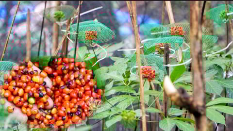Dân phía Tây tỉnh Quảng Ngãi mới, đang vô rừng già hái 'ngọc quý' từ các vườn trồng cây 'quốc bảo', bán ra tiền to