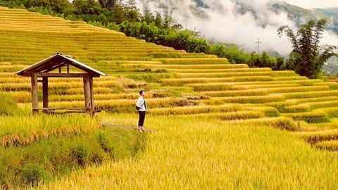Phóng tầm mắt ngắm mùa vàng Tây Bắc rực rỡ nhất năm, không check-in ở đây thì quá phí!