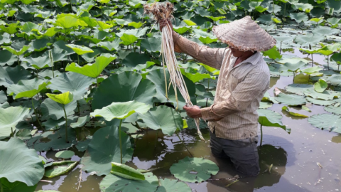 Trồng thứ cây bán được cả hoa, lá, hạt, củ không thiếu thứ gì, nông dân Hải Phòng có món tiền to