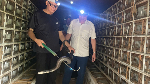 Nuôi rắn hổ mang to dài, một nông dân Thái Nguyên đạt danh hiệu nông dân sản xuất kinh doanh giỏi