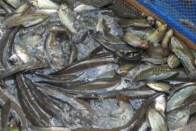 Đây, cách dẫn dụ cá đồng khiến người ta đang quan tâm ở tỉnh Cà Mau