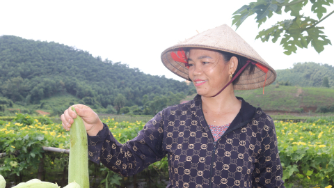 Tuyên Quang: Hợp tác xã kiểu mới thu chục tỷ/năm, mở hướng làm giàu từ trồng rau VietGAP