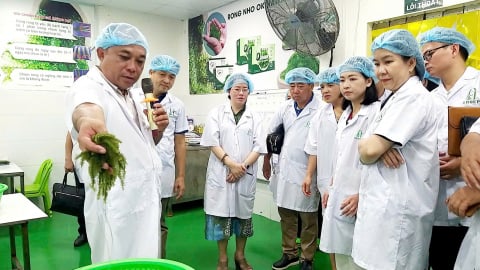 Khánh Hòa: Nâng cao chất lượng nguồn nhân lực, cải tiến mẫu mã các sản phẩm từ rong nho 