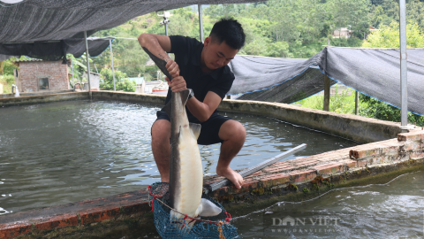 Nguy cơ 'vỡ trận' nghề nuôi cá tầm, bị lợi dụng thương hiệu: Hội Cá nước lạnh Lào Cai 'kêu cứu'