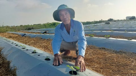 Xã Gò Công Đông, tỉnh Đồng Tháp có một ông nông dân chỉ trồng loại quả ngọt mát này mà thu 3 tỷ/năm