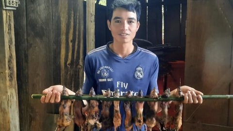 Đặc sản đãi khách quý ở vùng núi tỉnh Kon Tum (cũ) là con động vật chuyên rình 'ăn trộm đồ quốc bảo' này đây
