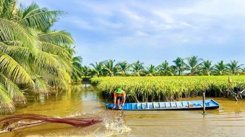 Lúa thơm, tôm sạch, gạo ngon định hình kinh tế nông nghiệp tỉnh Cà Mau mới, sau sáp nhập thành công tỉnh Bạc Liêu