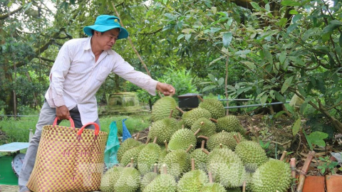 Tỉnh Đồng Tháp (gồm Tiền Giang cũ), được cấp 3.496 mã số vùng trồng, 565 mã số đóng gói xuất khẩu trái cây chính ngạch